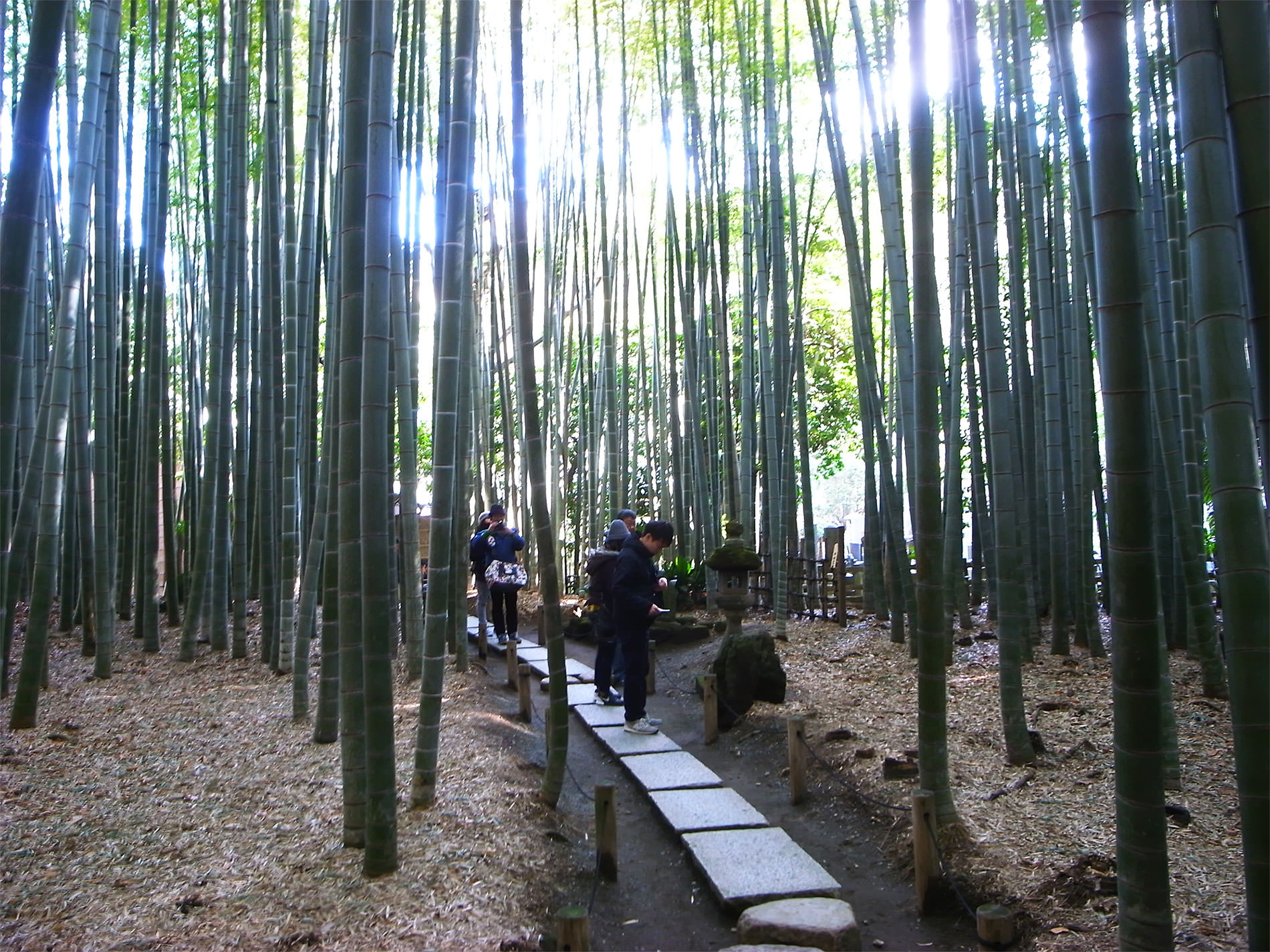 報国寺と竹林と | Hokokuji-Temple and Bamboo thicket in Kamakura