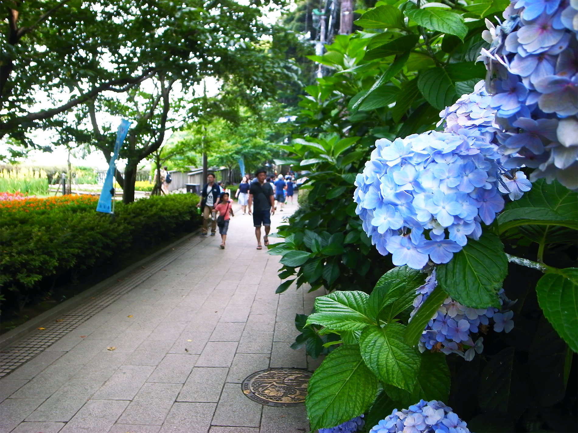 江ノ島 2015 | Enoshima Island walking 2015