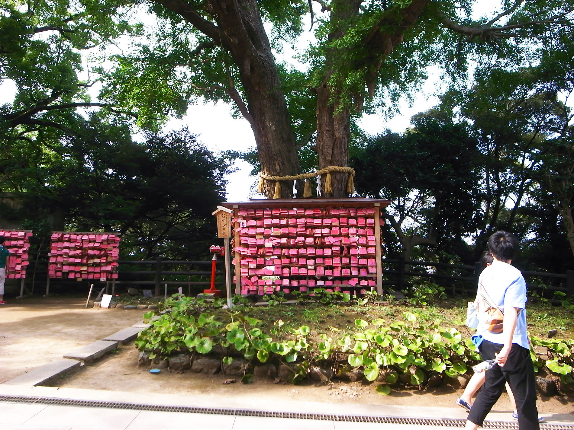 江ノ島 2015 | Enoshima Island walking 2015