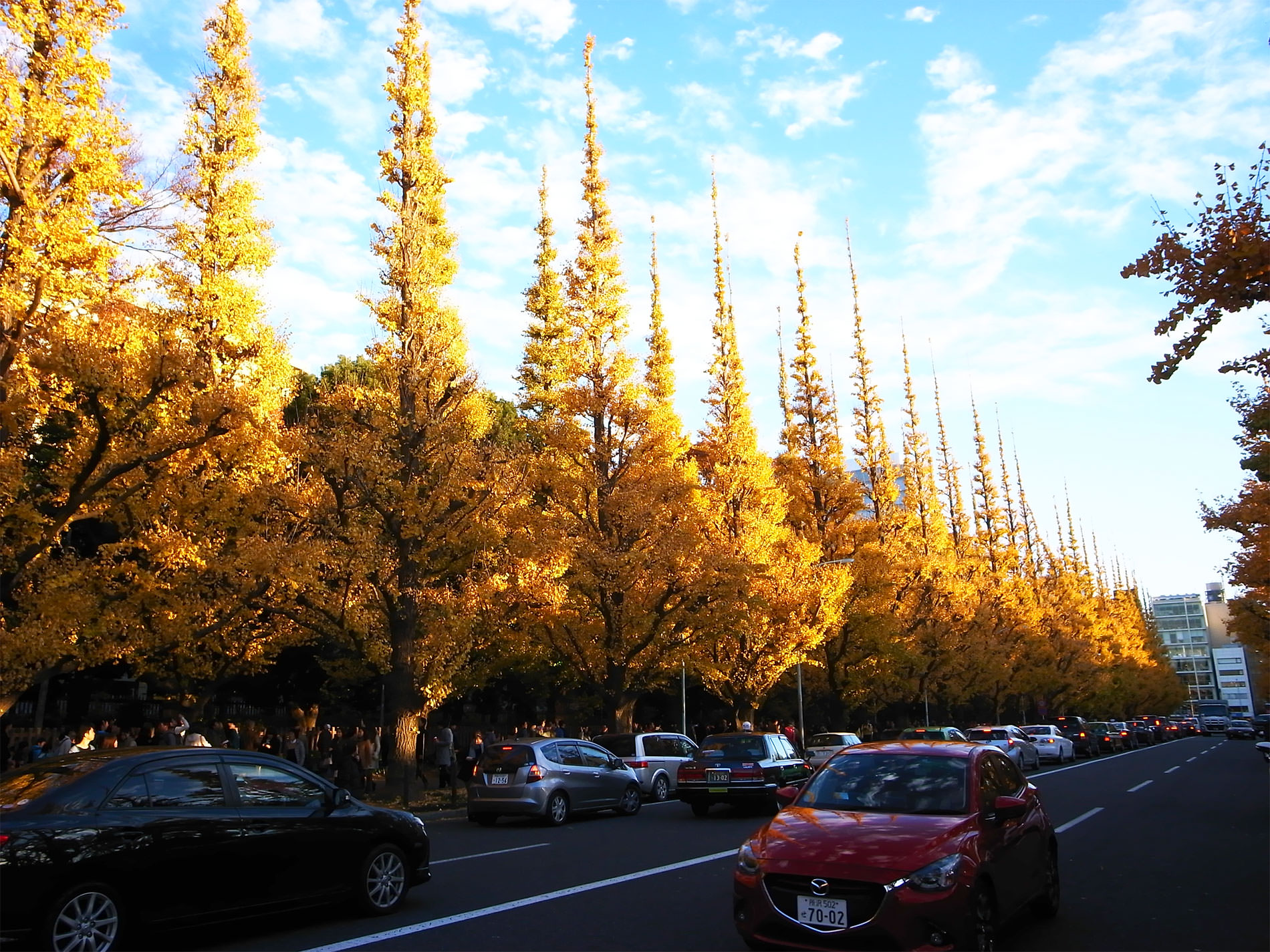 gaigen_tokyo_icyo_yellowleaves_2015 | 外苑前 / 銀杏並木 2015