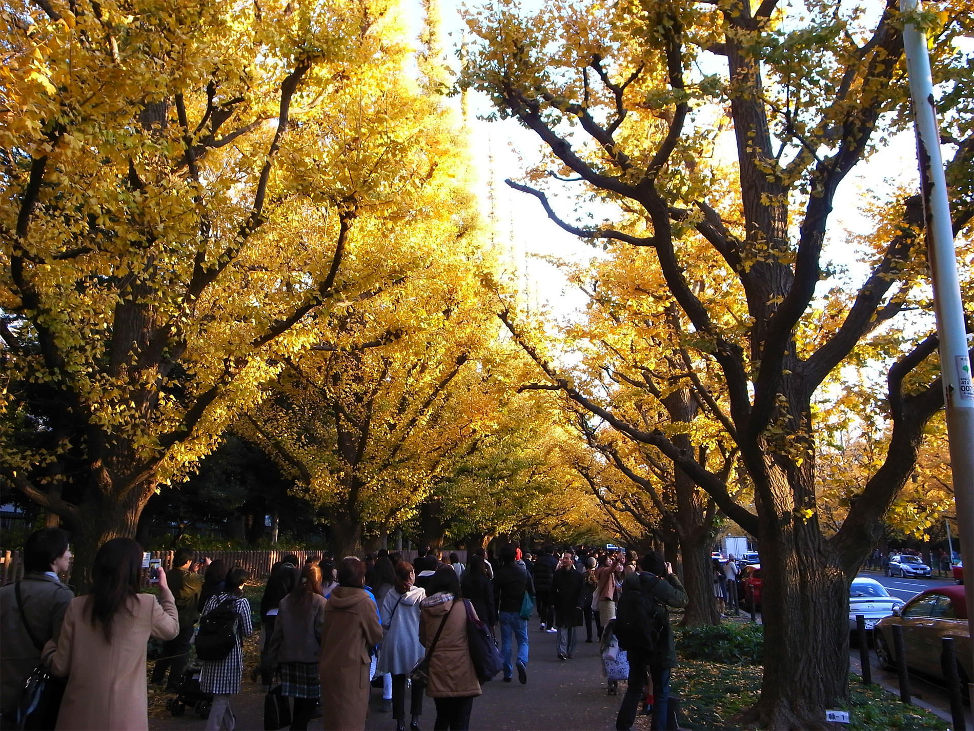 gaigen_tokyo_icyo_yellowleaves_2015 | 外苑前 / 銀杏並木 2015