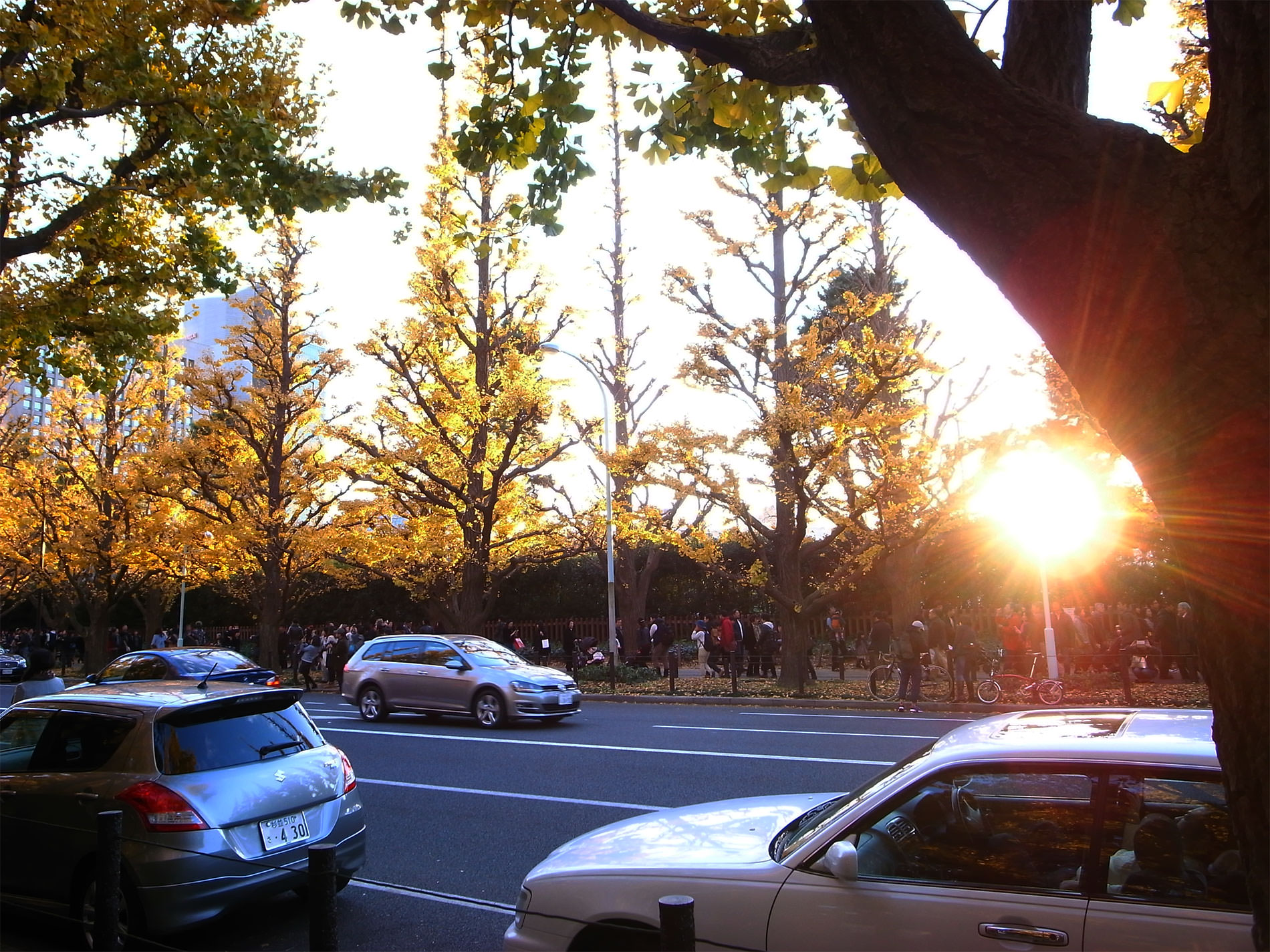 gaigen_tokyo_icyo_yellowleaves_2015 | 外苑前 / 銀杏並木 2015