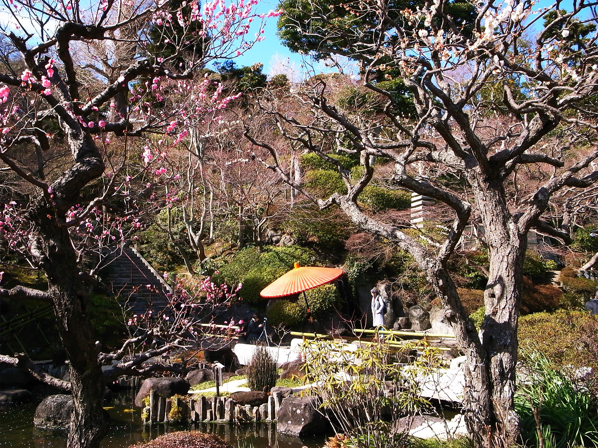 鎌倉散策と梅の花と | Kamakura walking and Ume in 2016