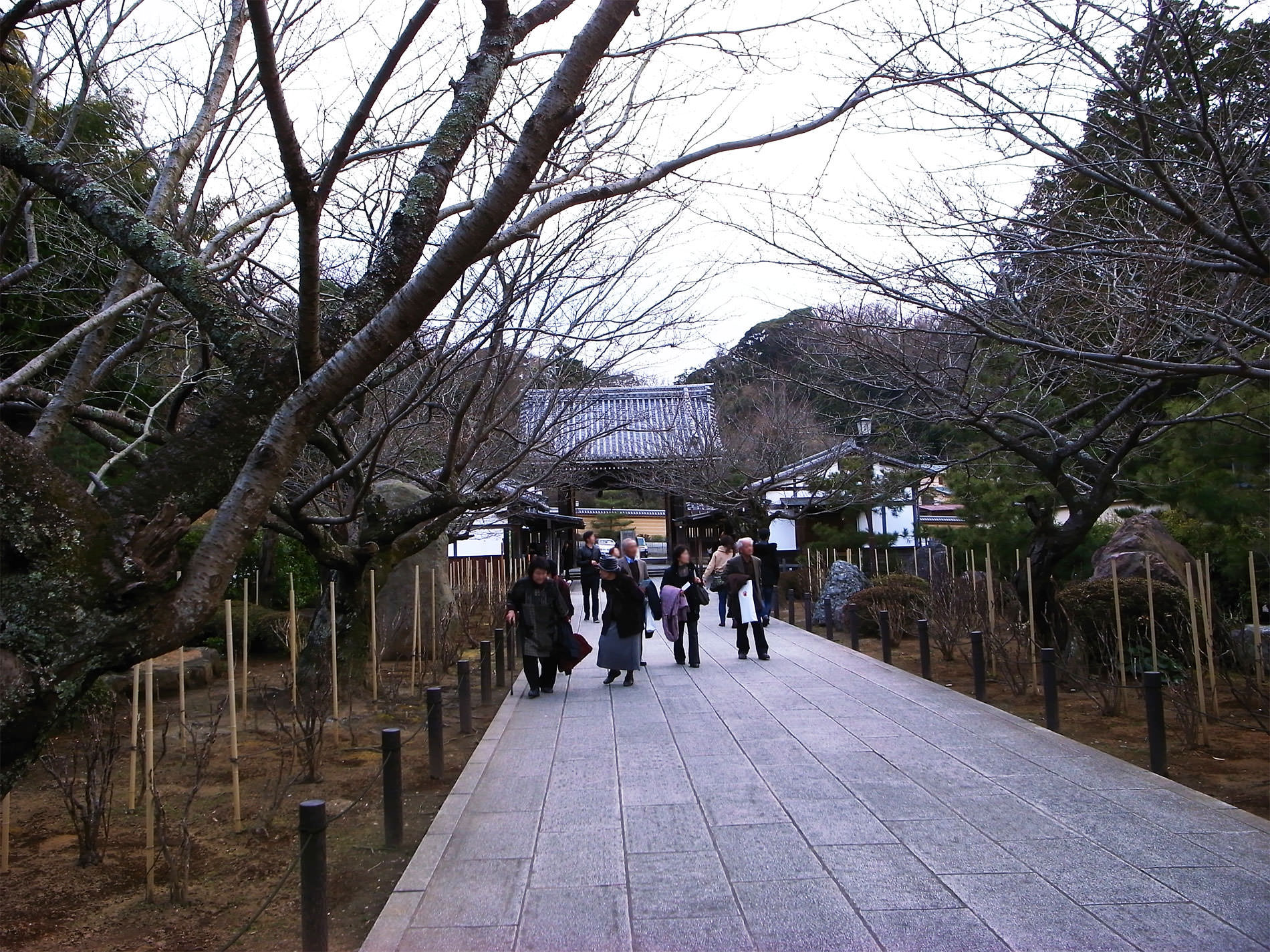 鎌倉散策と梅の花と | Kamakura walking and Ume in 2016