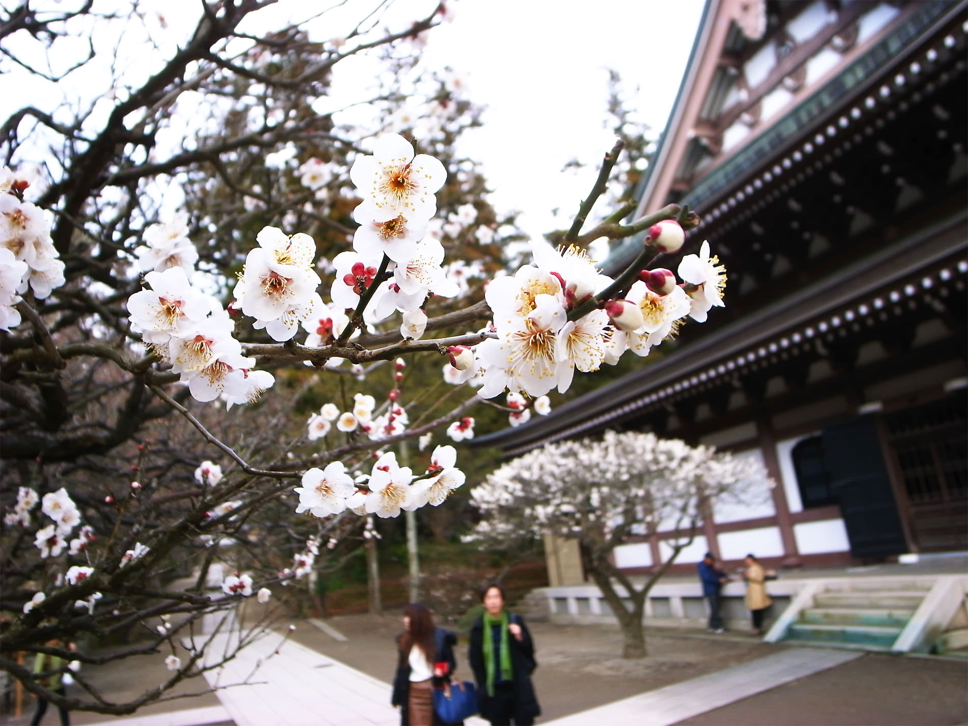 鎌倉散策と梅の花と | Kamakura walking and Ume in 2016