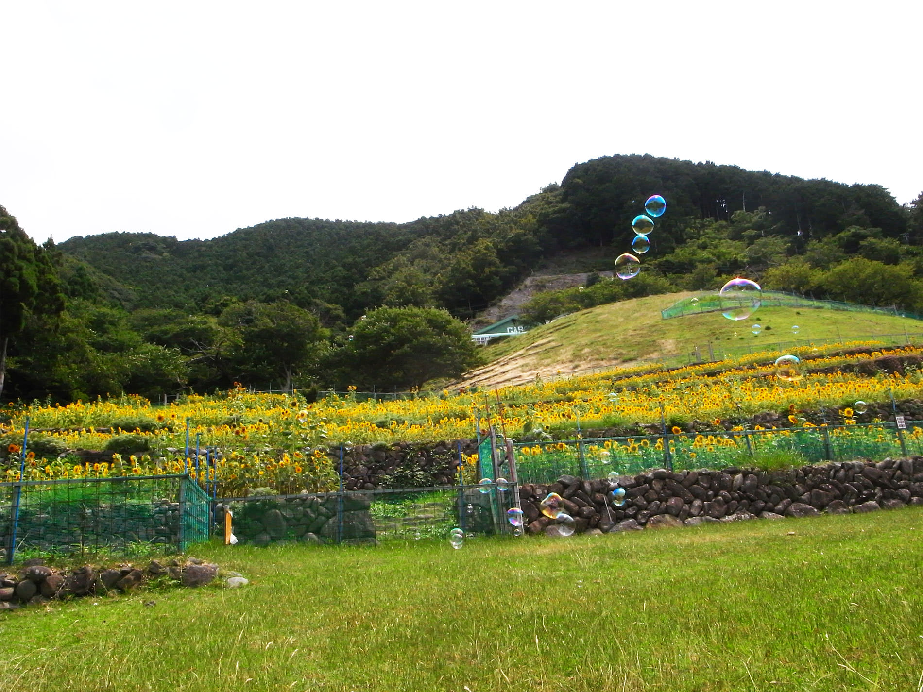 伊豆 堂ヶ島 / 2017