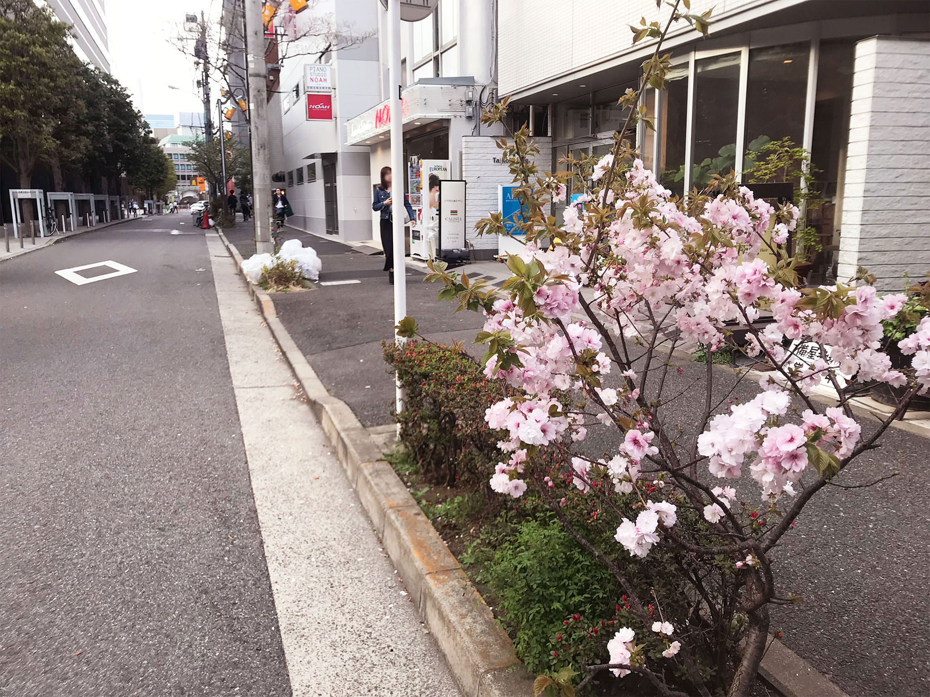 桜 / Cherry Blossoms in Tokyo / 2018