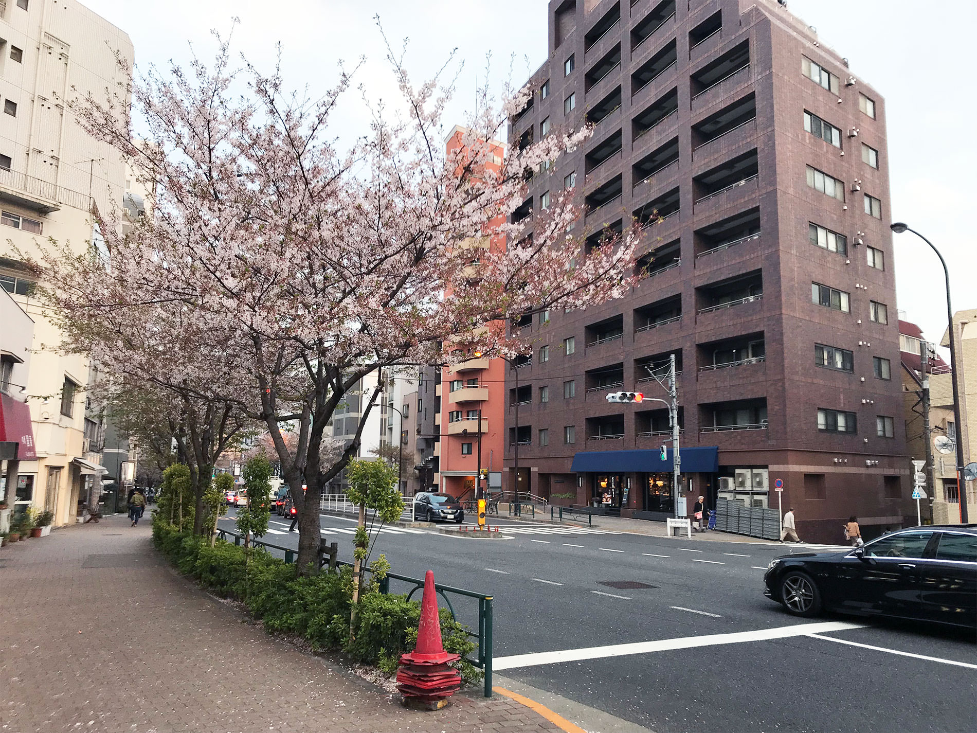 桜 / Cherry Blossoms in Tokyo / 2018