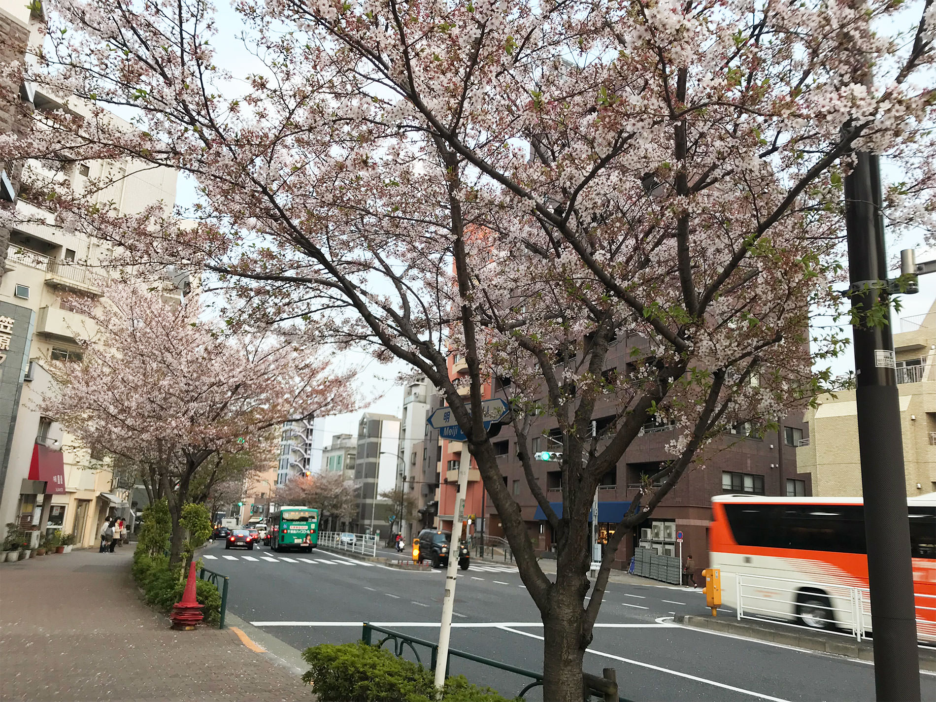 桜 / Cherry Blossoms in Tokyo / 2018