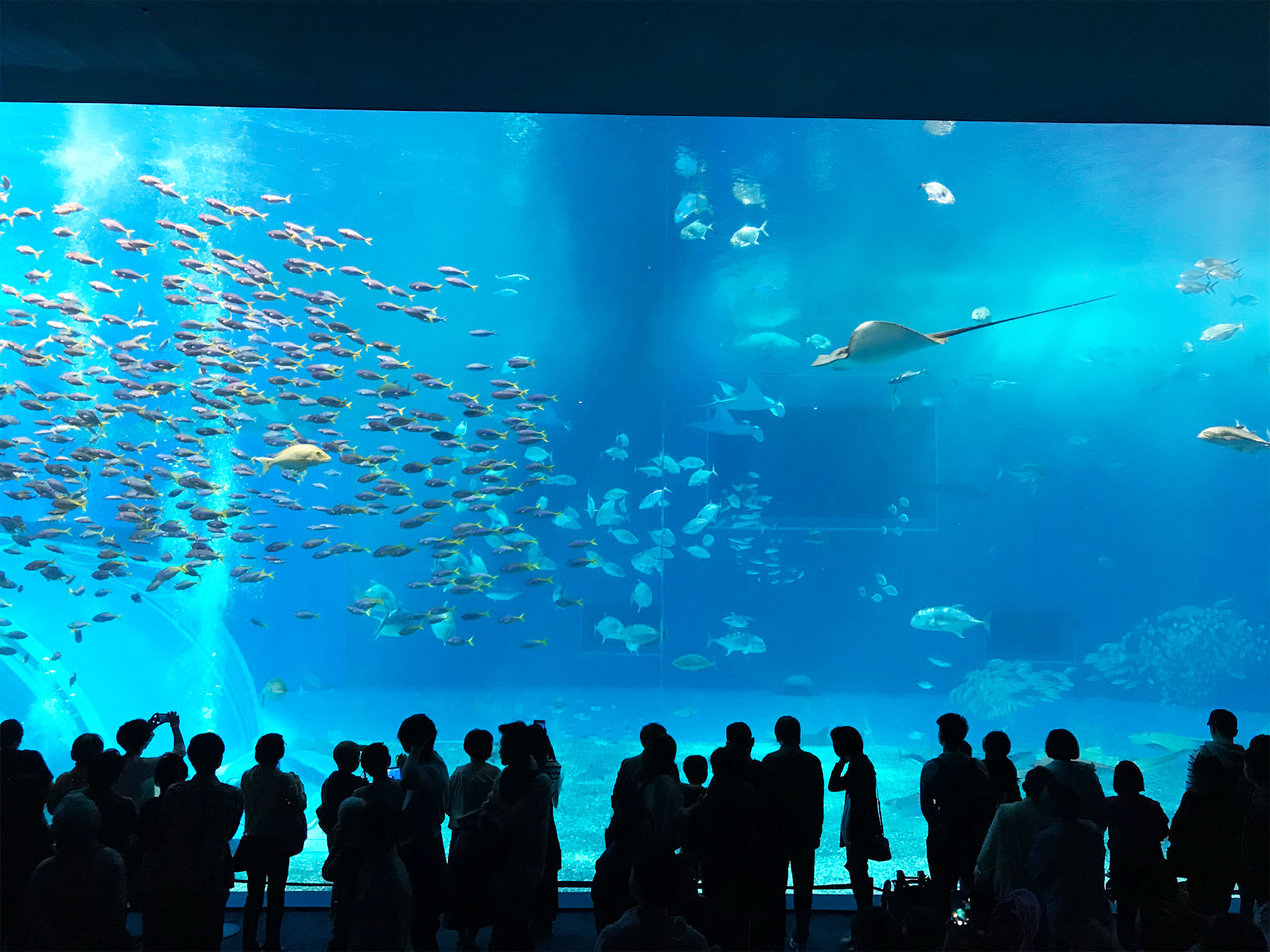 美ら海水族館 / 2018 / Okinawa trip to Okinawa Churaumi Aquarium