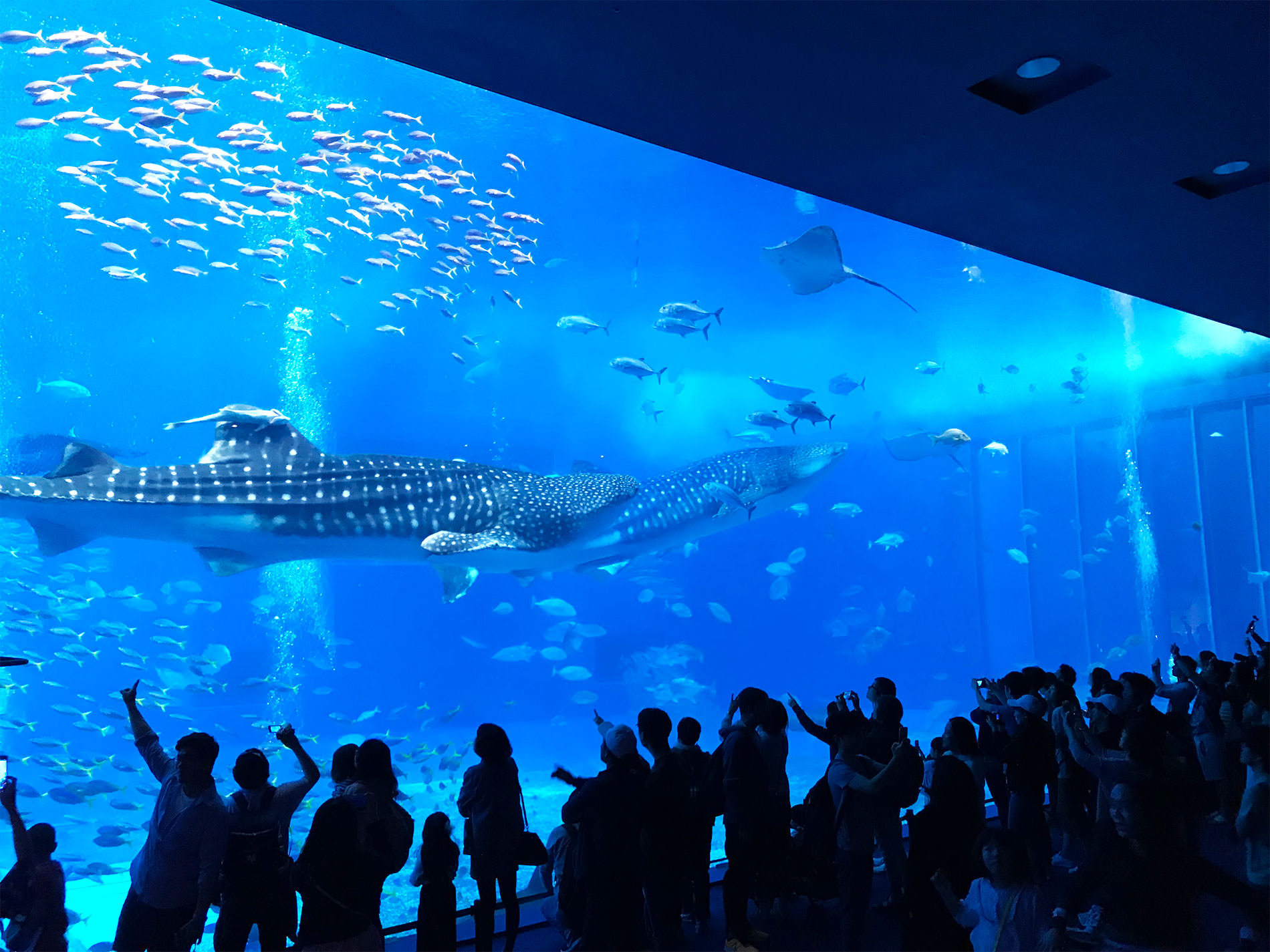 美ら海水族館 / 2018 / Okinawa trip to Okinawa Churaumi Aquarium