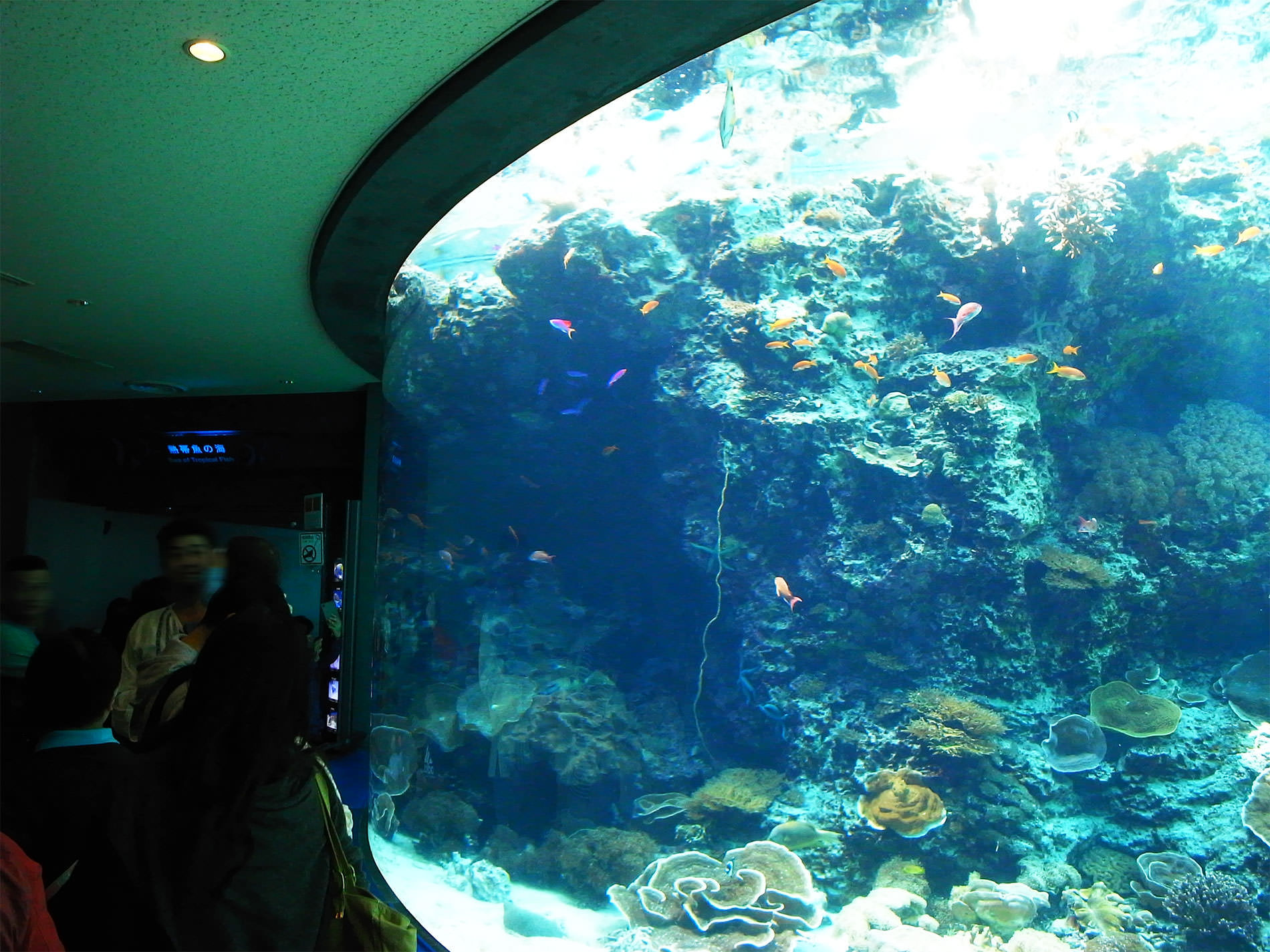 美ら海水族館 / 2018 / Okinawa trip to Okinawa Churaumi Aquarium