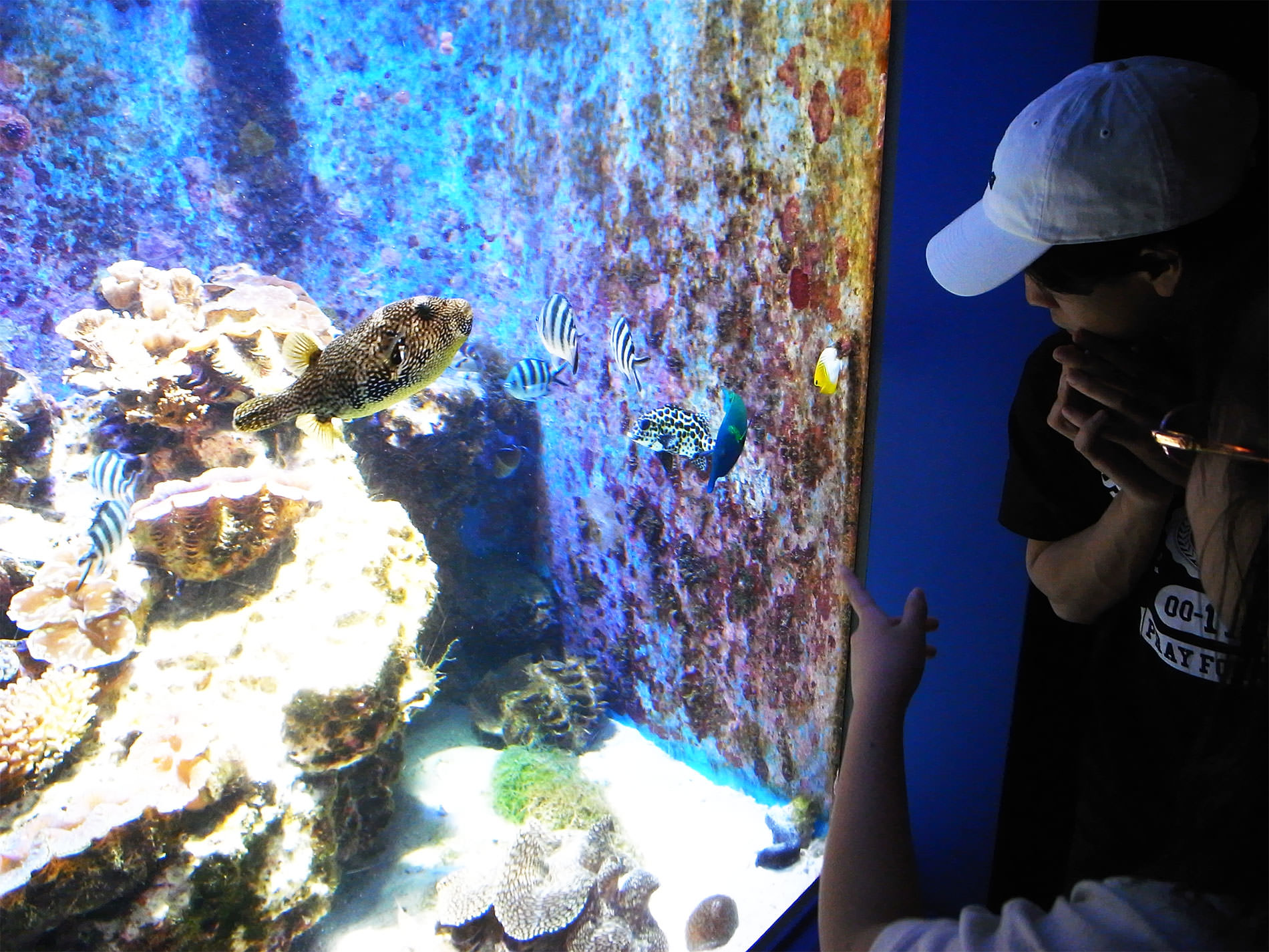 美ら海水族館 / 2018 / Okinawa trip to Okinawa Churaumi Aquarium