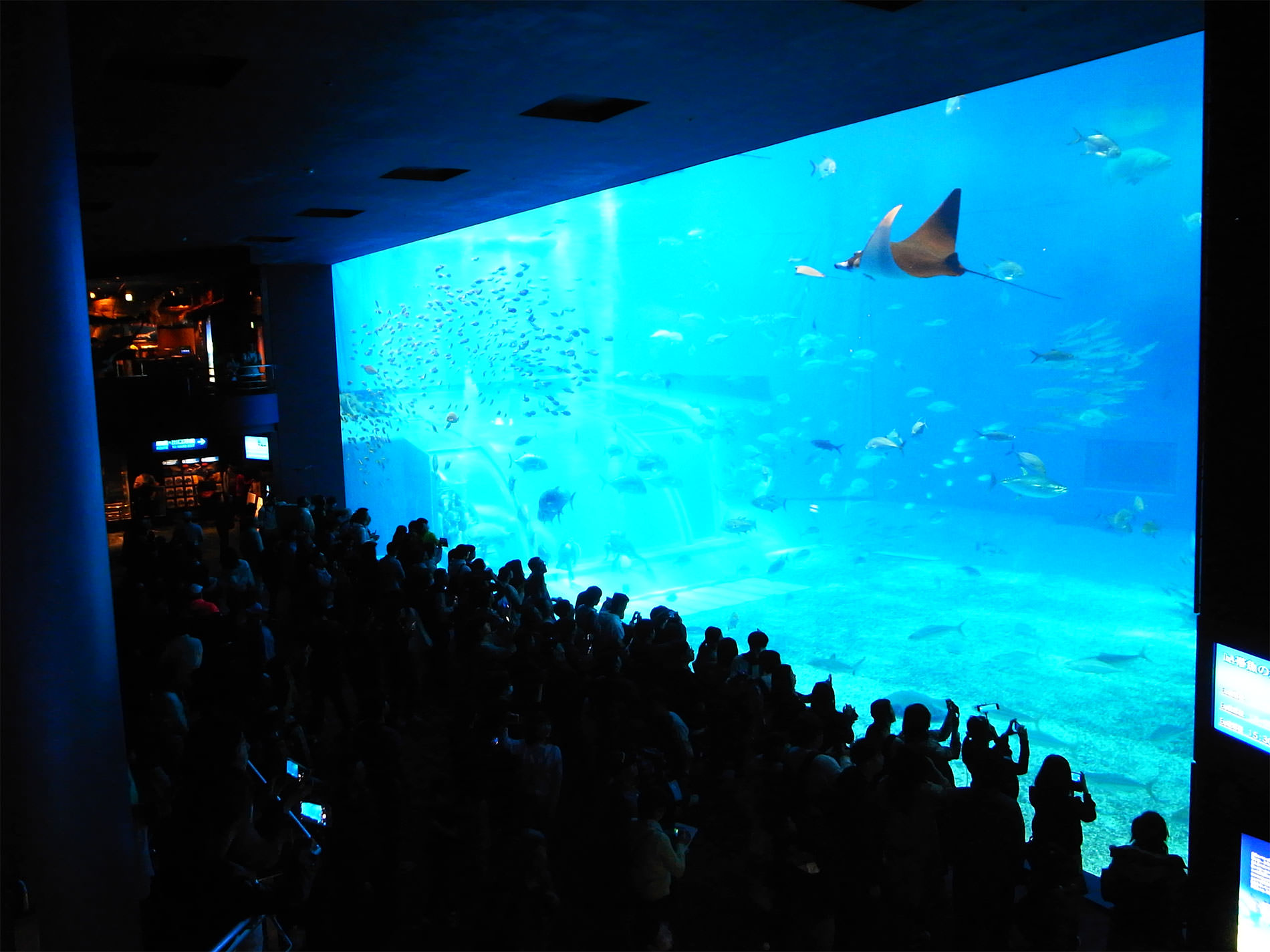 美ら海水族館 / 2018 / Okinawa trip to Okinawa Churaumi Aquarium