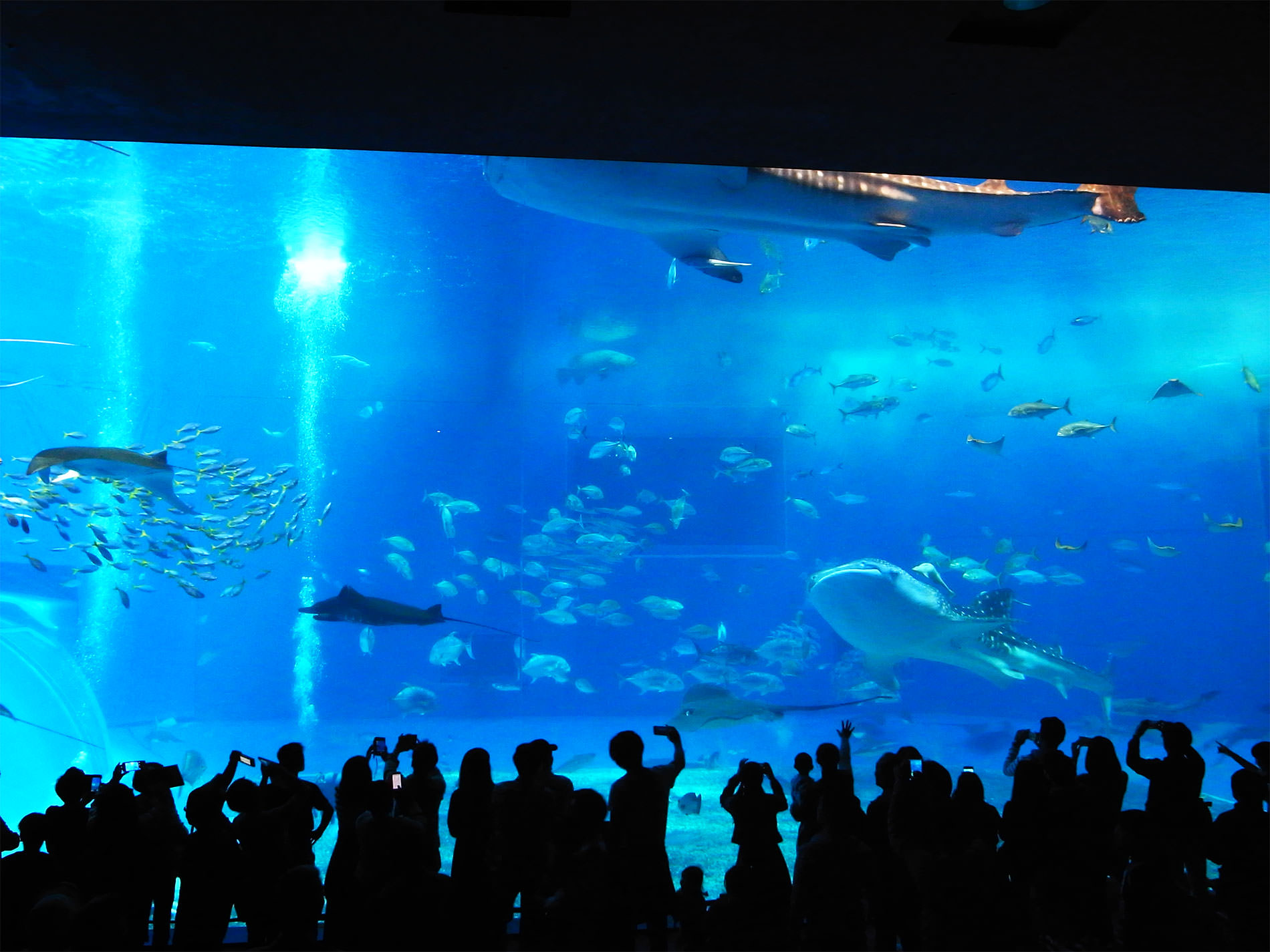 美ら海水族館 / 2018 / Okinawa trip to Okinawa Churaumi Aquarium