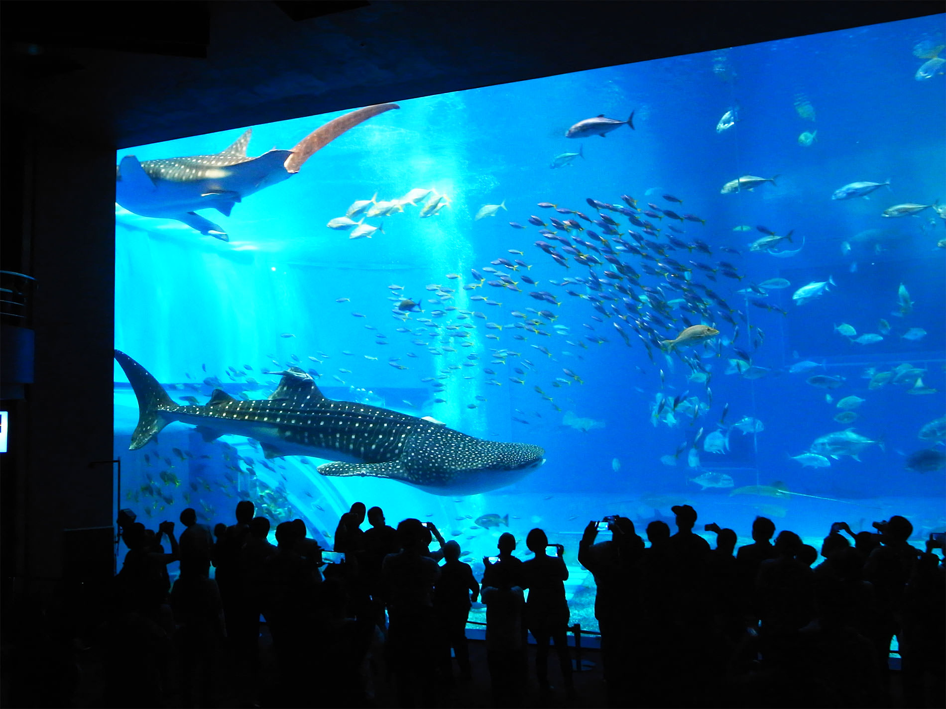 美ら海水族館 / 2018 / Okinawa trip to Okinawa Churaumi Aquarium