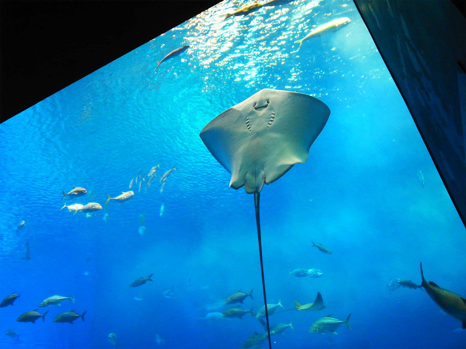 美ら海水族館 / 2018 / Okinawa trip to Okinawa Churaumi Aquarium