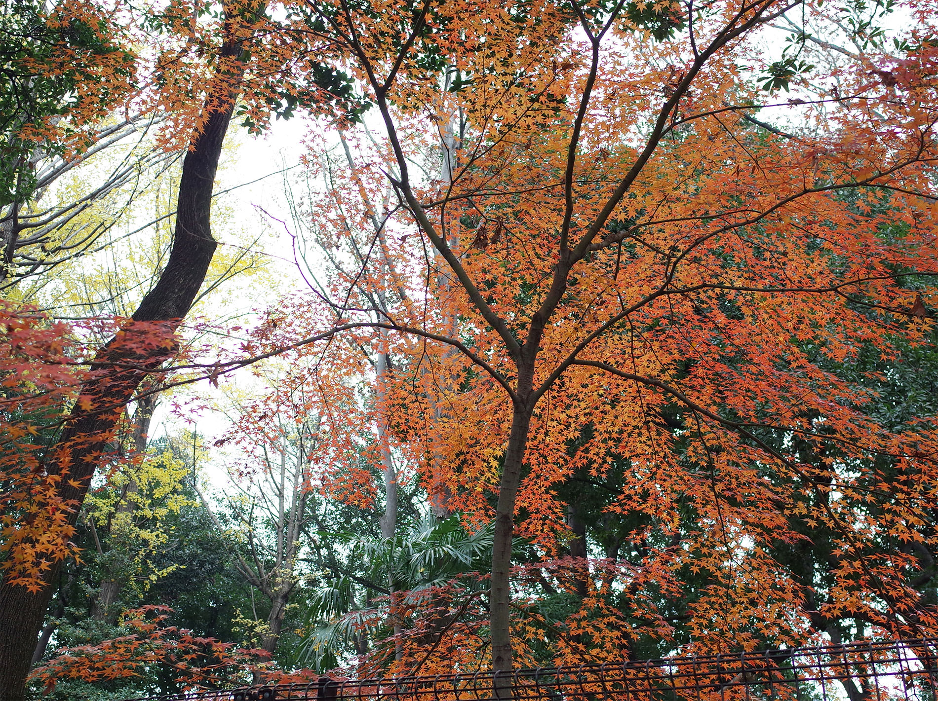 代々木八幡宮 | Visit to Yoyogi Hachiman shrine 2019