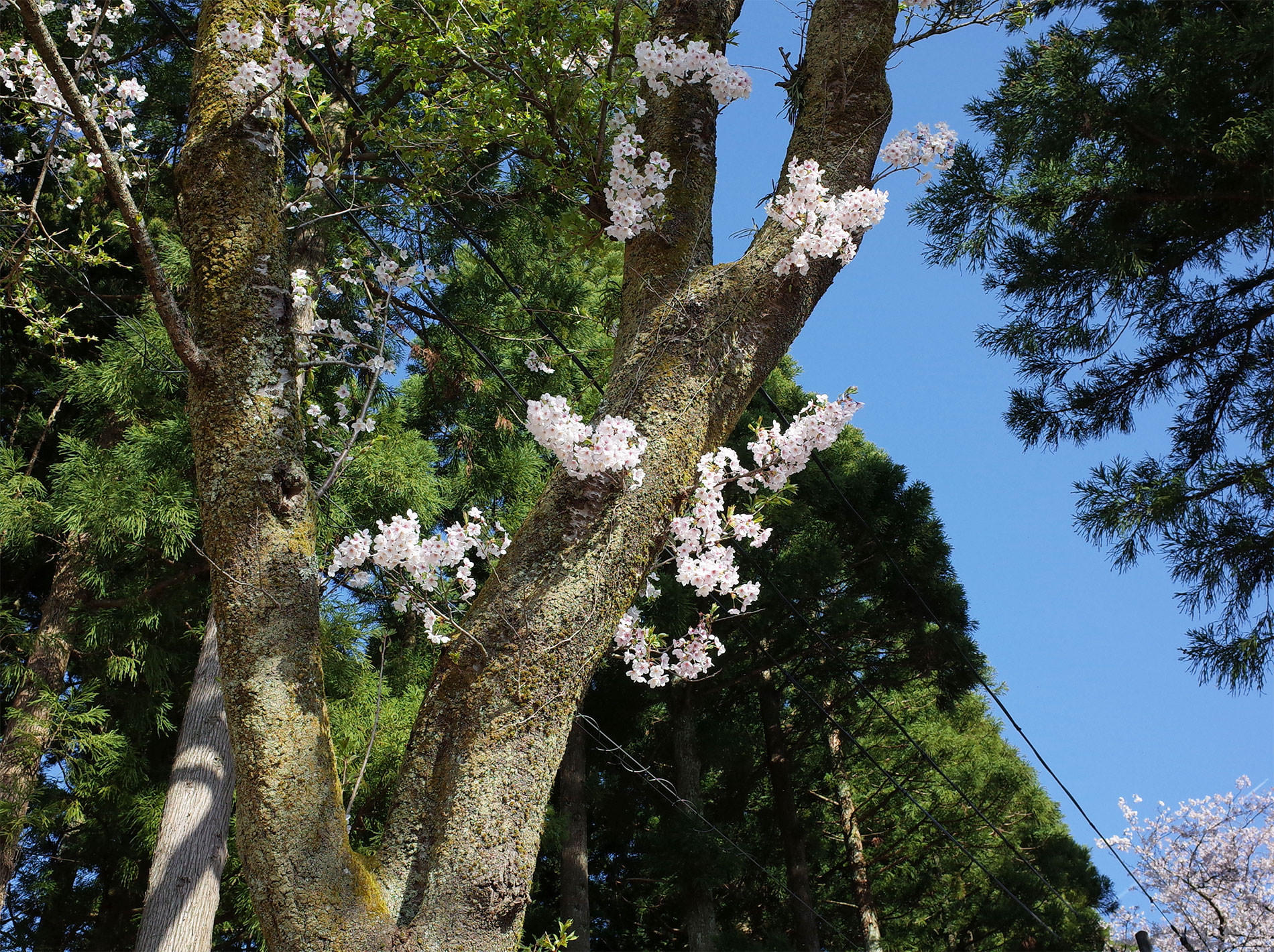 富山旅行とデイキャンプと日帰り温泉と| Trip to Toyama and Day camp and one day hotspring 2019