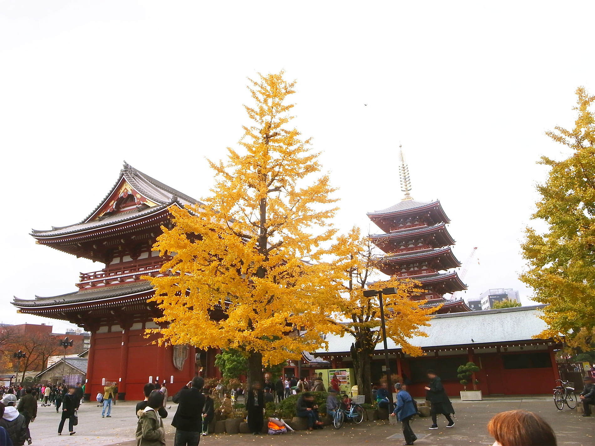 浅草と紅葉と天丼と_2014 | 141209_asakusa_yellowleaves_tendon