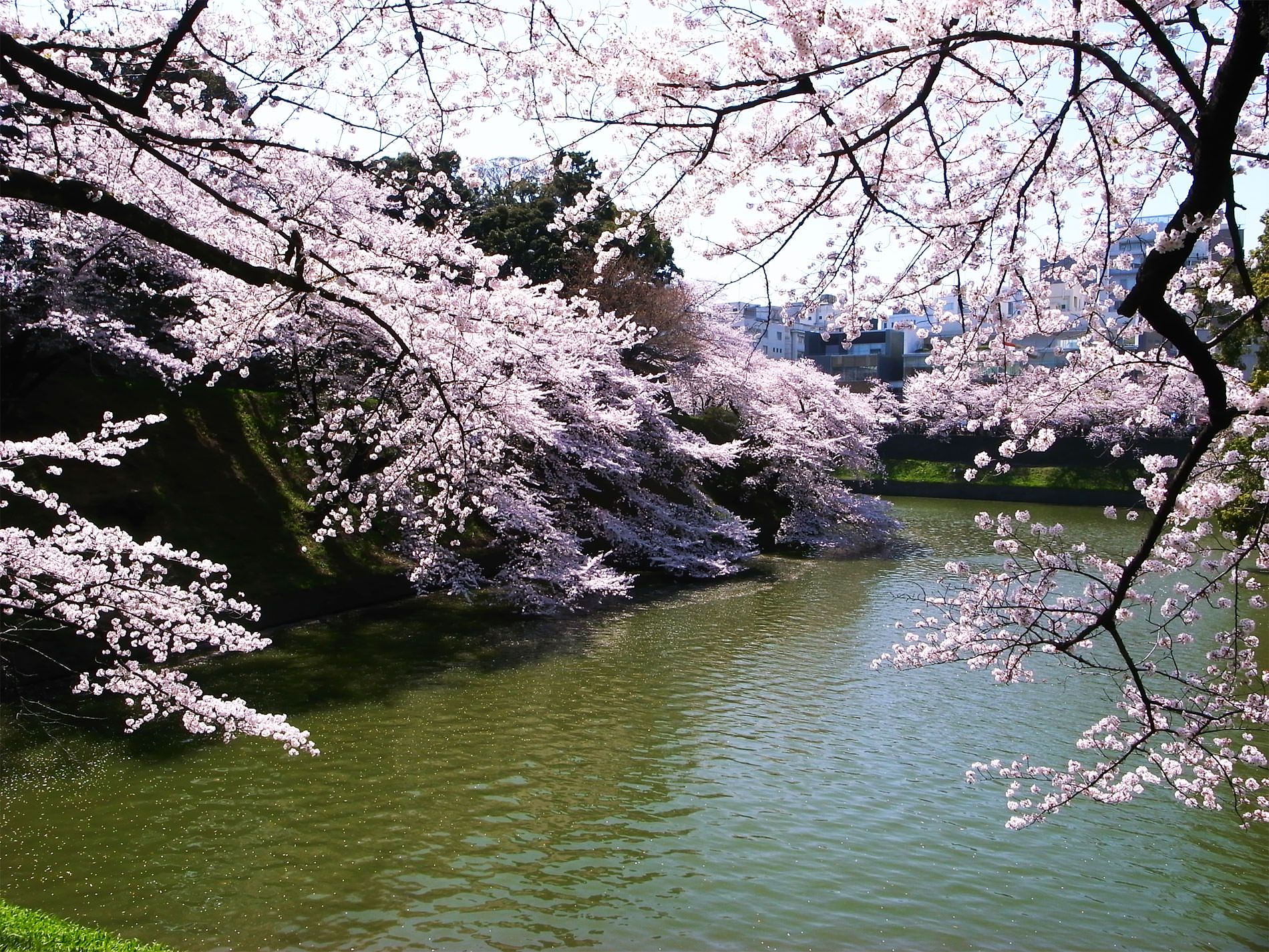 桜_千鳥ヶ淵_2015 | Sakura, Chidorigahuchi, Tokyo in 2015