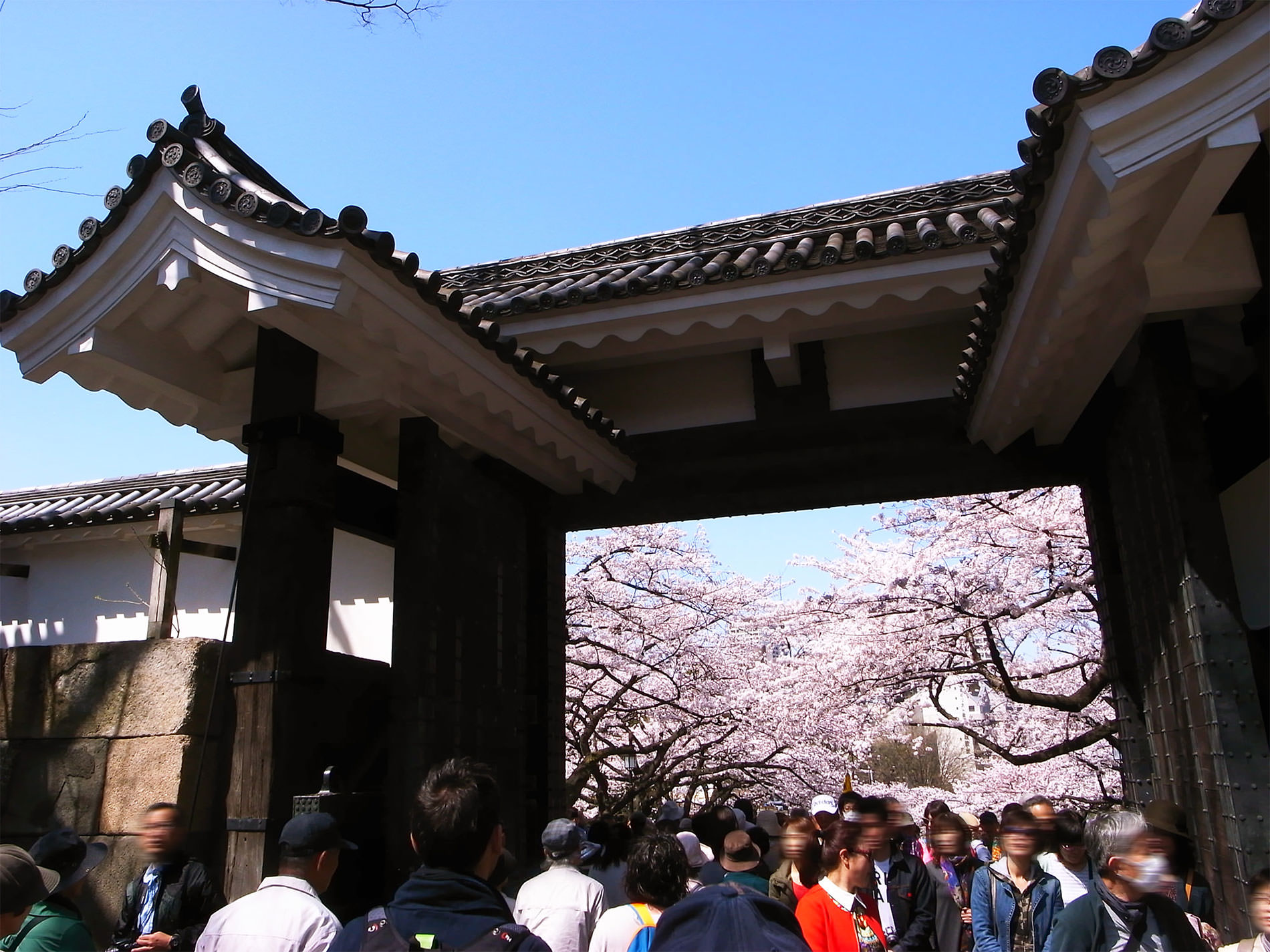 桜_千鳥ヶ淵_2015 | Sakura, Chidorigahuchi, Tokyo in 2015