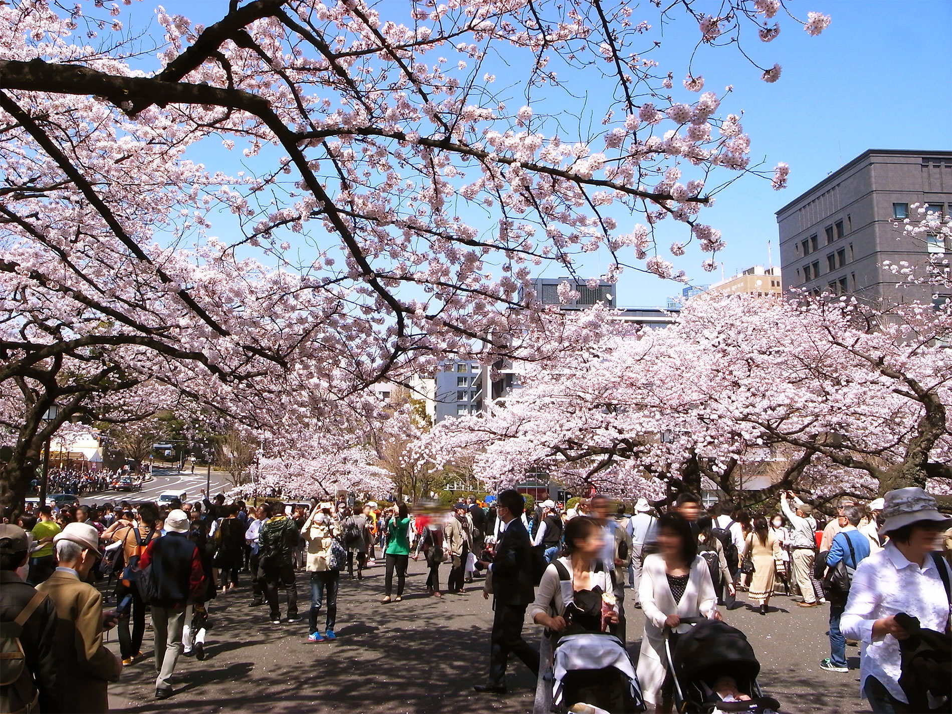 桜_千鳥ヶ淵_2015 | Sakura, Chidorigahuchi, Tokyo in 2015