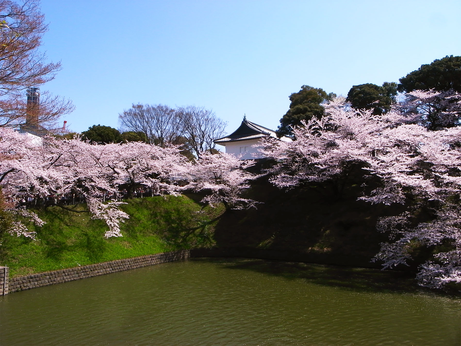 桜_千鳥ヶ淵_2015 | Sakura, Chidorigahuchi, Tokyo in 2015