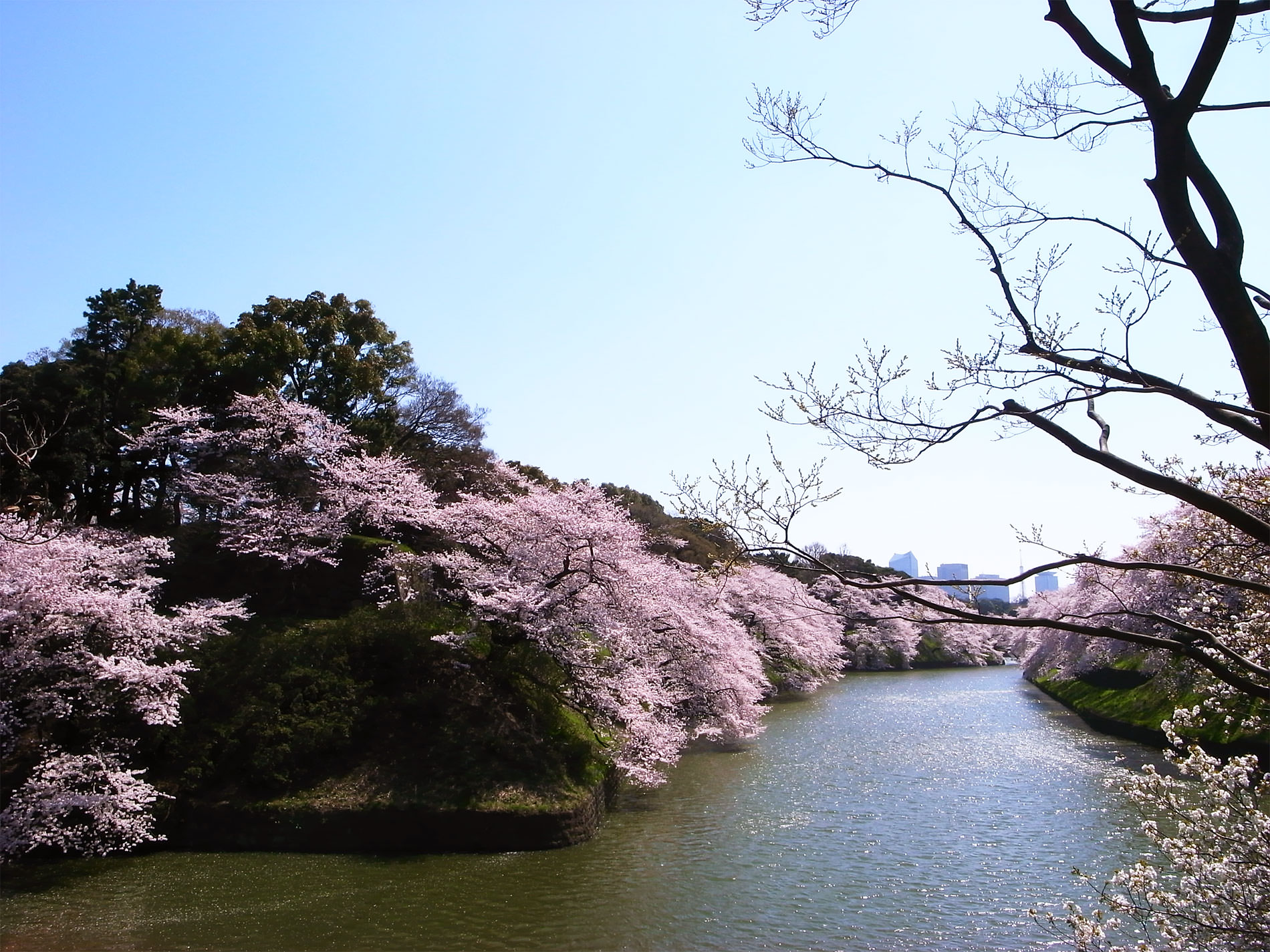 桜_千鳥ヶ淵_2015 | Sakura, Chidorigahuchi, Tokyo in 2015