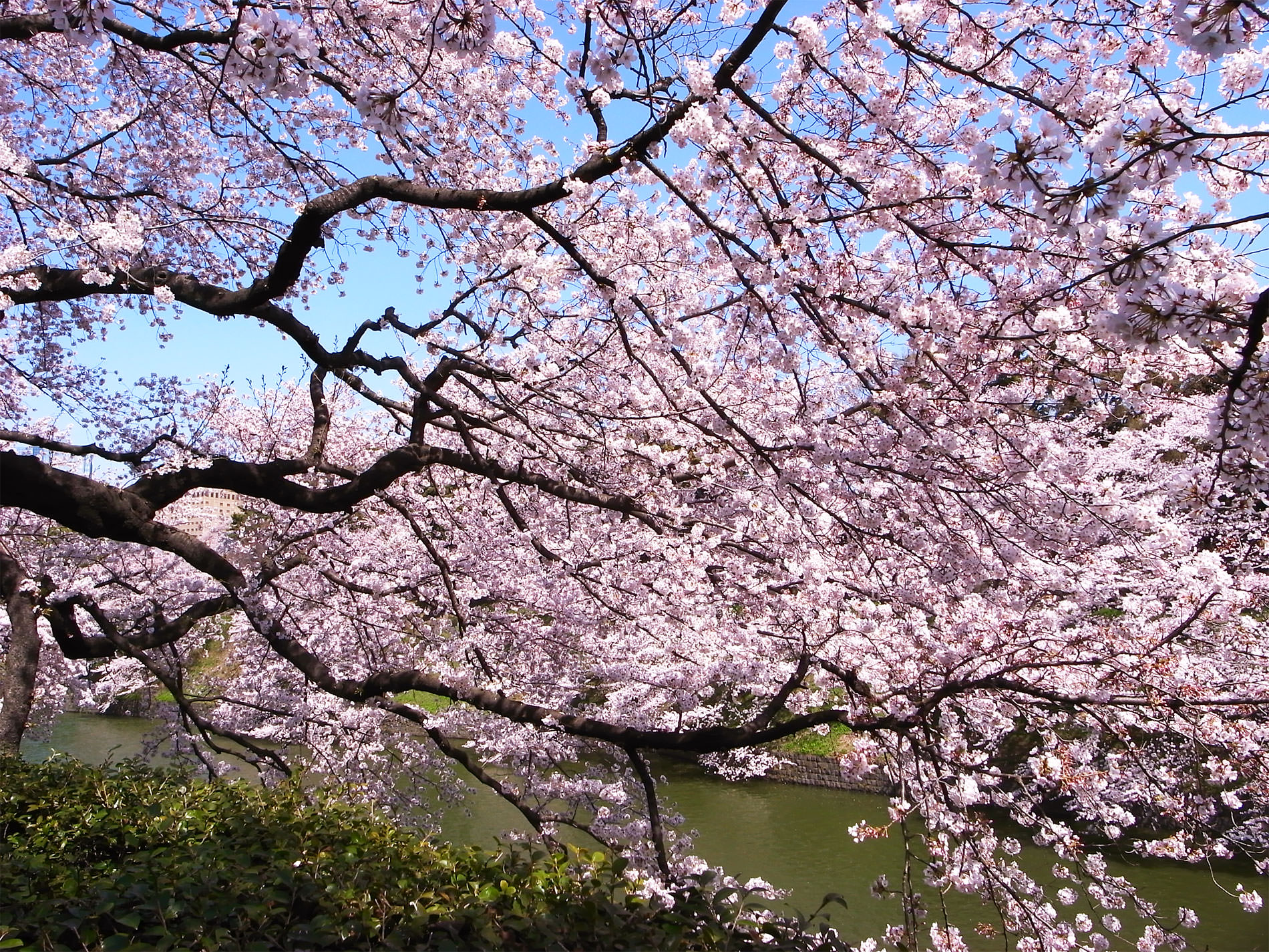 桜_千鳥ヶ淵_2015 | Sakura, Chidorigahuchi, Tokyo in 2015