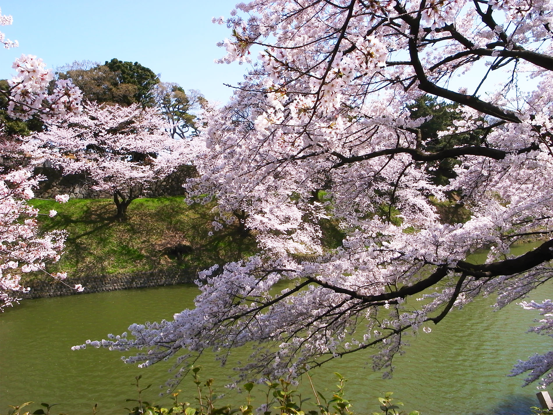 桜_千鳥ヶ淵_2015 | Sakura, Chidorigahuchi, Tokyo in 2015