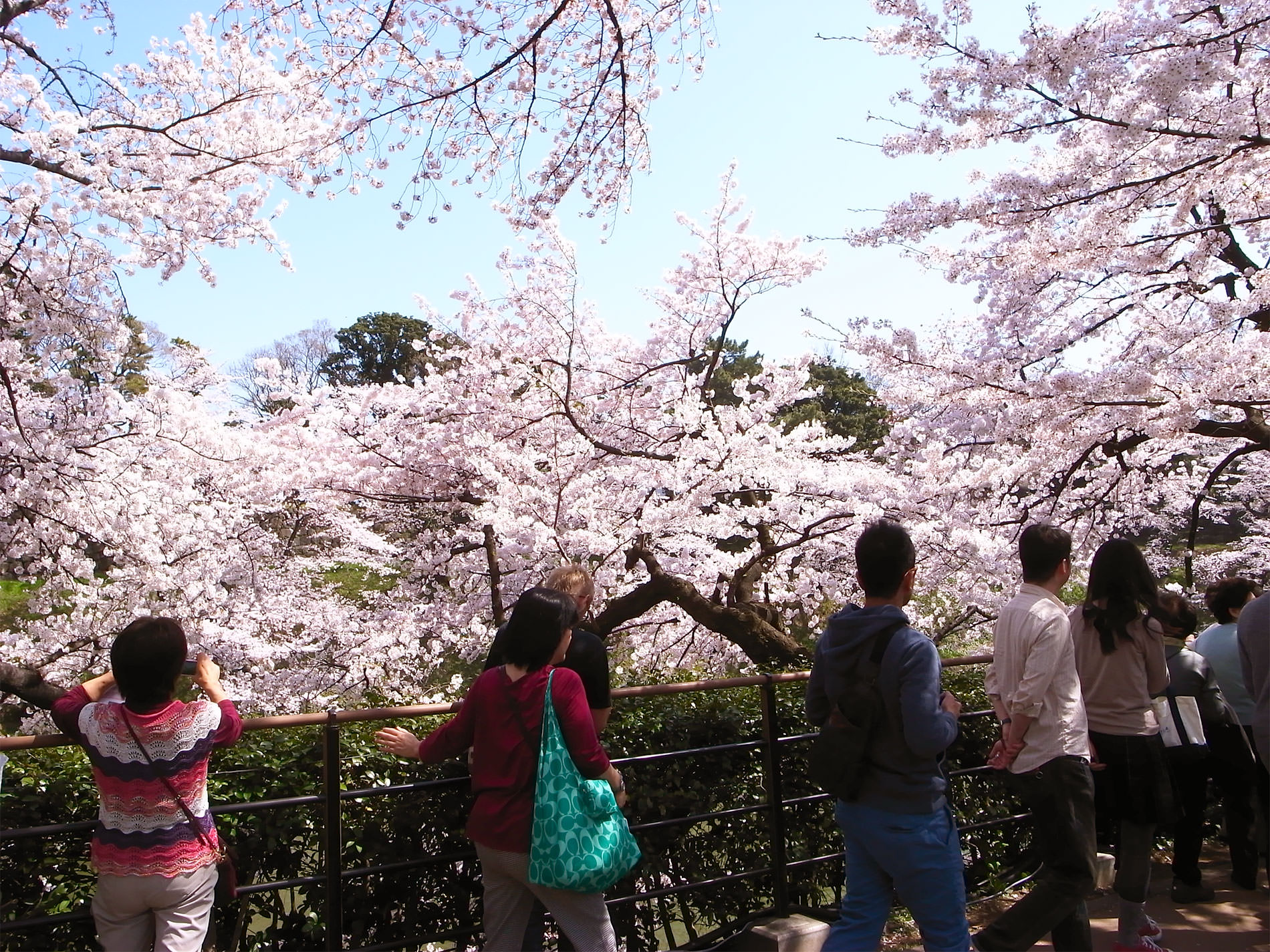 桜_千鳥ヶ淵_2015 | Sakura, Chidorigahuchi, Tokyo in 2015