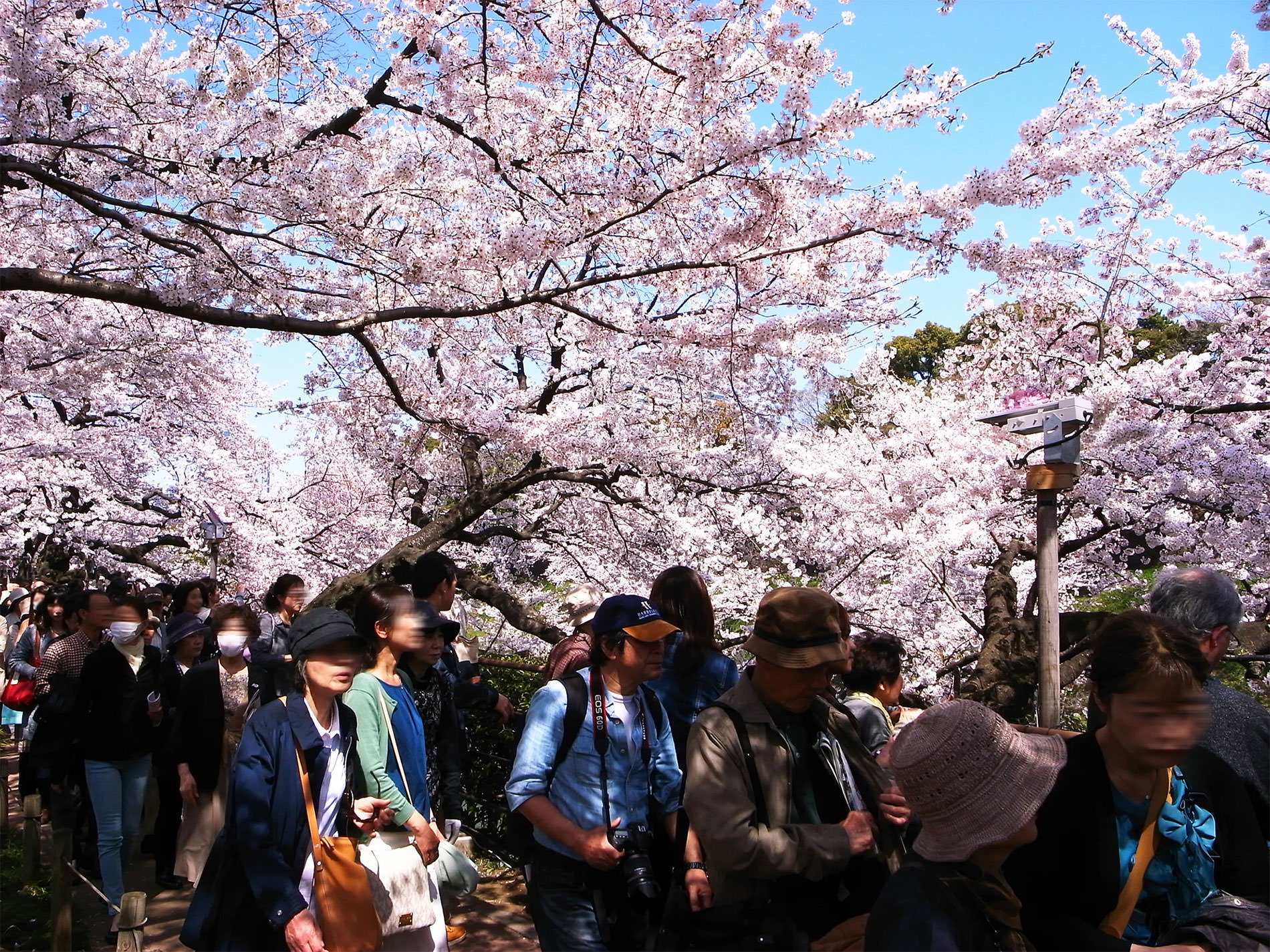 桜_千鳥ヶ淵_2015 | Sakura, Chidorigahuchi, Tokyo in 2015