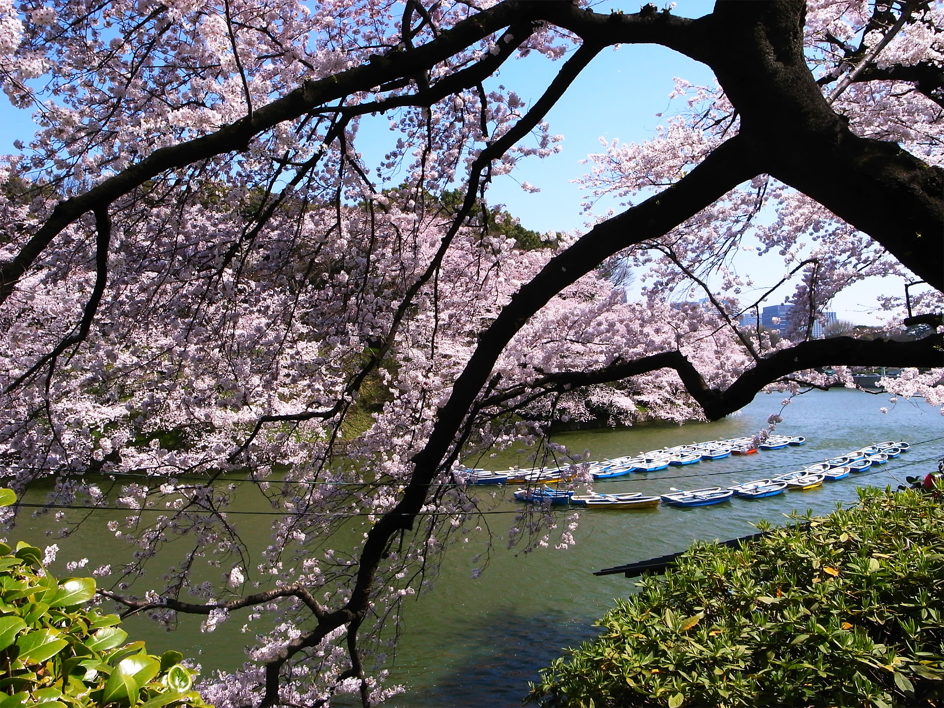 桜_千鳥ヶ淵_2015 | Sakura, Chidorigahuchi, Tokyo in 2015