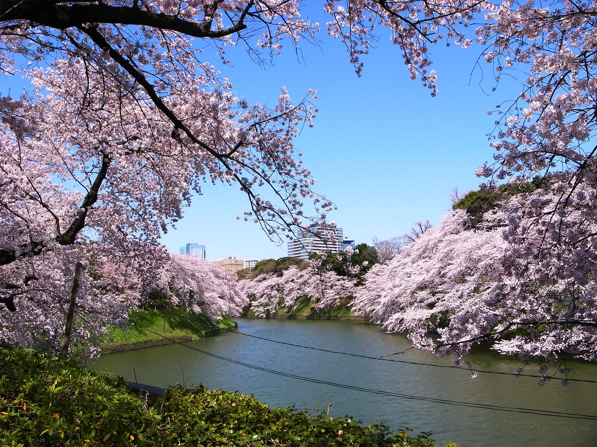 桜_千鳥ヶ淵_2015 | Sakura, Chidorigahuchi, Tokyo in 2015