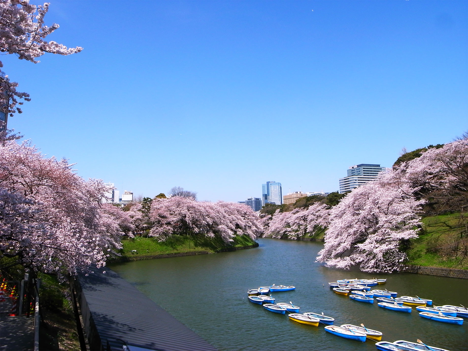 桜_千鳥ヶ淵_2015 | Sakura, Chidorigahuchi, Tokyo in 2015