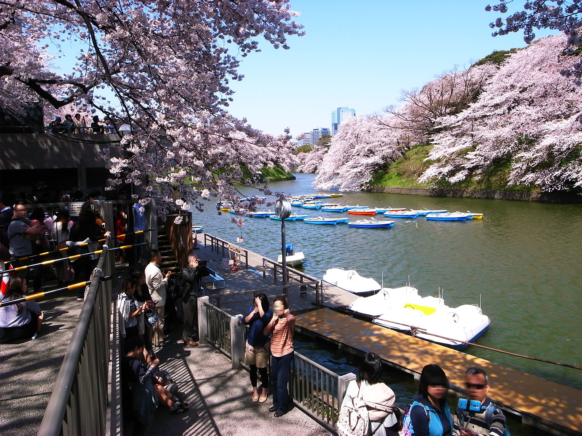 桜_千鳥ヶ淵_2015 | Sakura, Chidorigahuchi, Tokyo in 2015