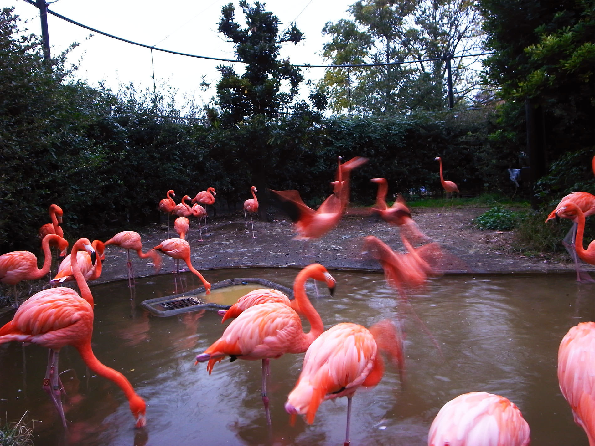 上野動物園と落語鑑賞と | Ueno Zoo and Rakugo, 2014, Tokyo