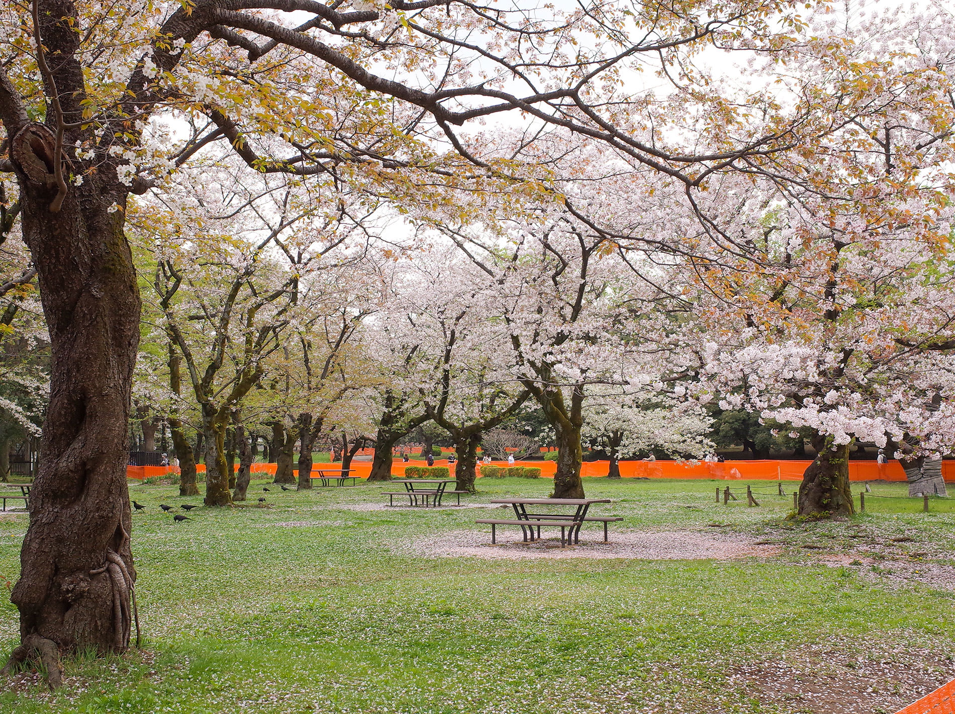 桜とコロナと / 2021 | Sakura and Covid-19 in Tokyo 2021