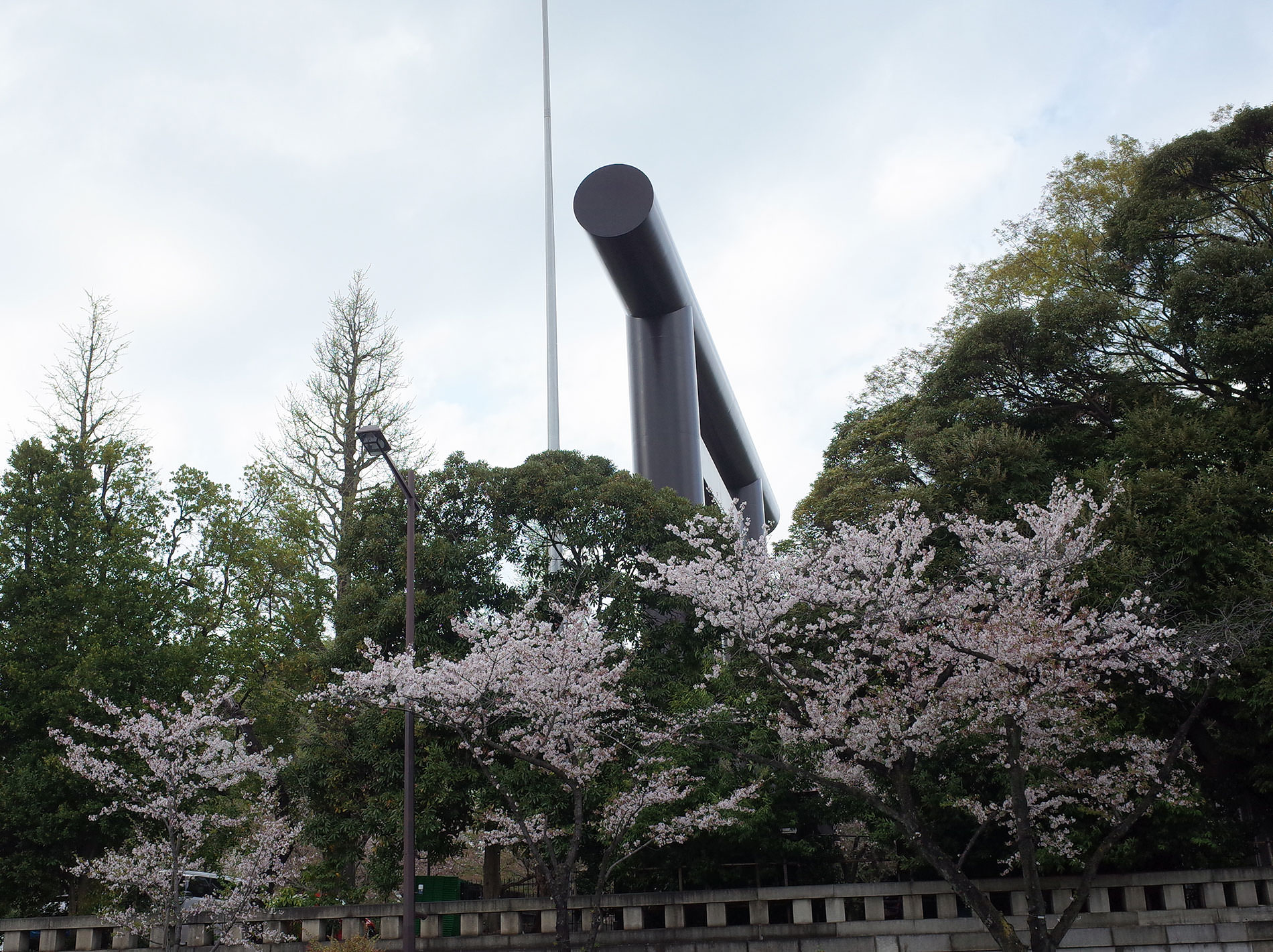 桜 / 2023 | Cherry blossoms / 2023