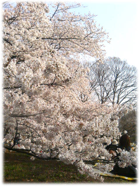 060401_sakura.jpg