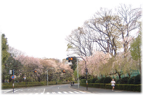 070418_shidaresakura.jpg