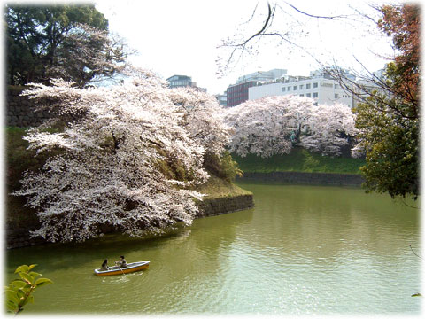 080420_sakura_01.jpg