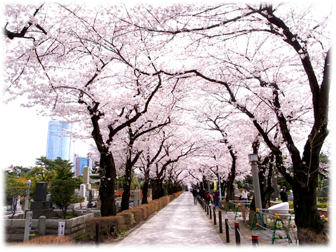 130329_Sakura_2013-01.jpg